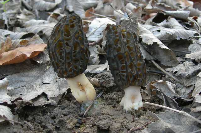 Funghi e vegetazione invasiva